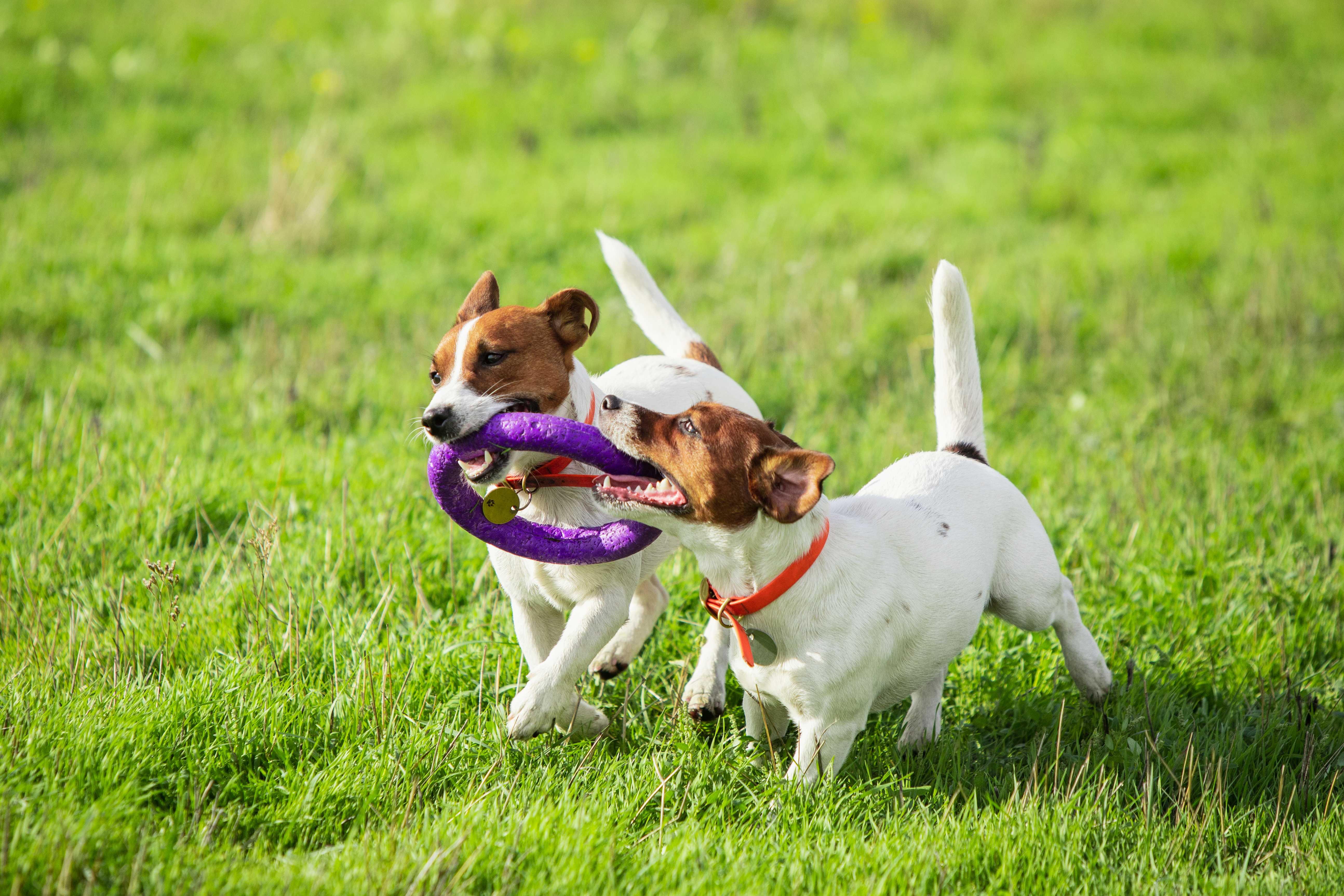Hotelzinho Pet Landing Image